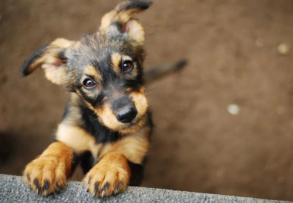 ¡Adopción responsable! Todo lo que tenes que saber para llevar a tu casa a un peludito