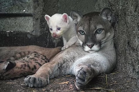 Nace un puma albino en Nicaragua