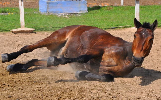 Se confirmaron casos positivos de encefalomielitis equina en Corrientes y Santa Fe