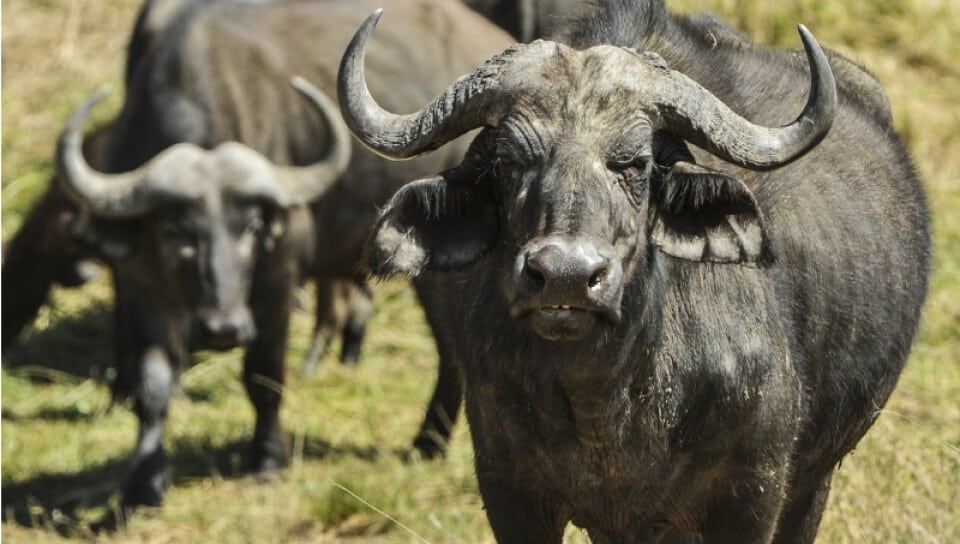 Destacan la carne de búfalo sobre el ganado vacuno: “Tiene menos colesterol y más proteínas»
