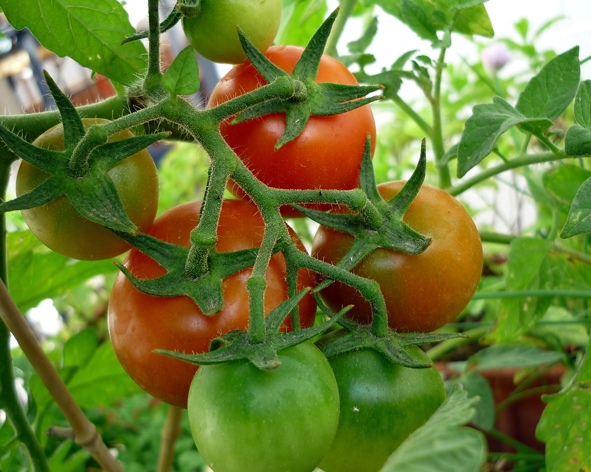 Tomate por las nubes: desde el MAG reconocen que los precios son “irreales” y piden intervención