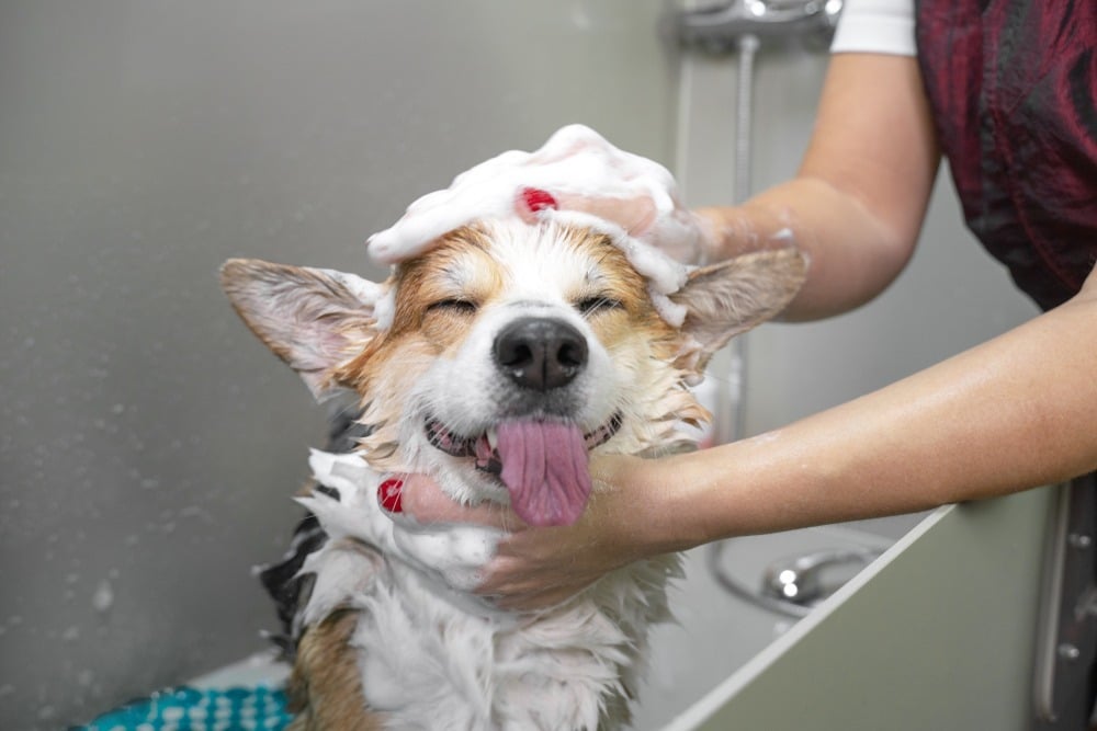 Bañar a tu mejor amigo ya no será un problema: Te damos tips para que tu perro disfrute del baño