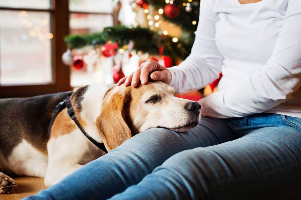 Fechas festivas y mascotas: veterinaria brinda tips para cuidar a los peluditos de la casa