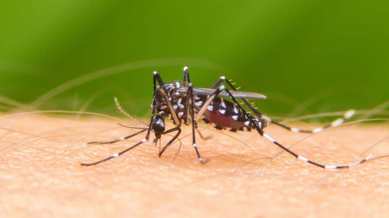 Alerta por infección simultánea de Covid-19 y dengue: Salud reporta más de 19 casos