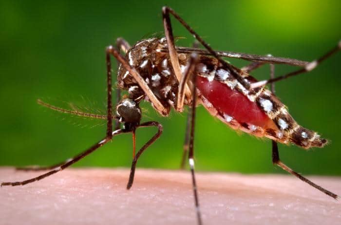 Una joven de 15 años muere por un presunto caso de dengue en Ciudad del Este