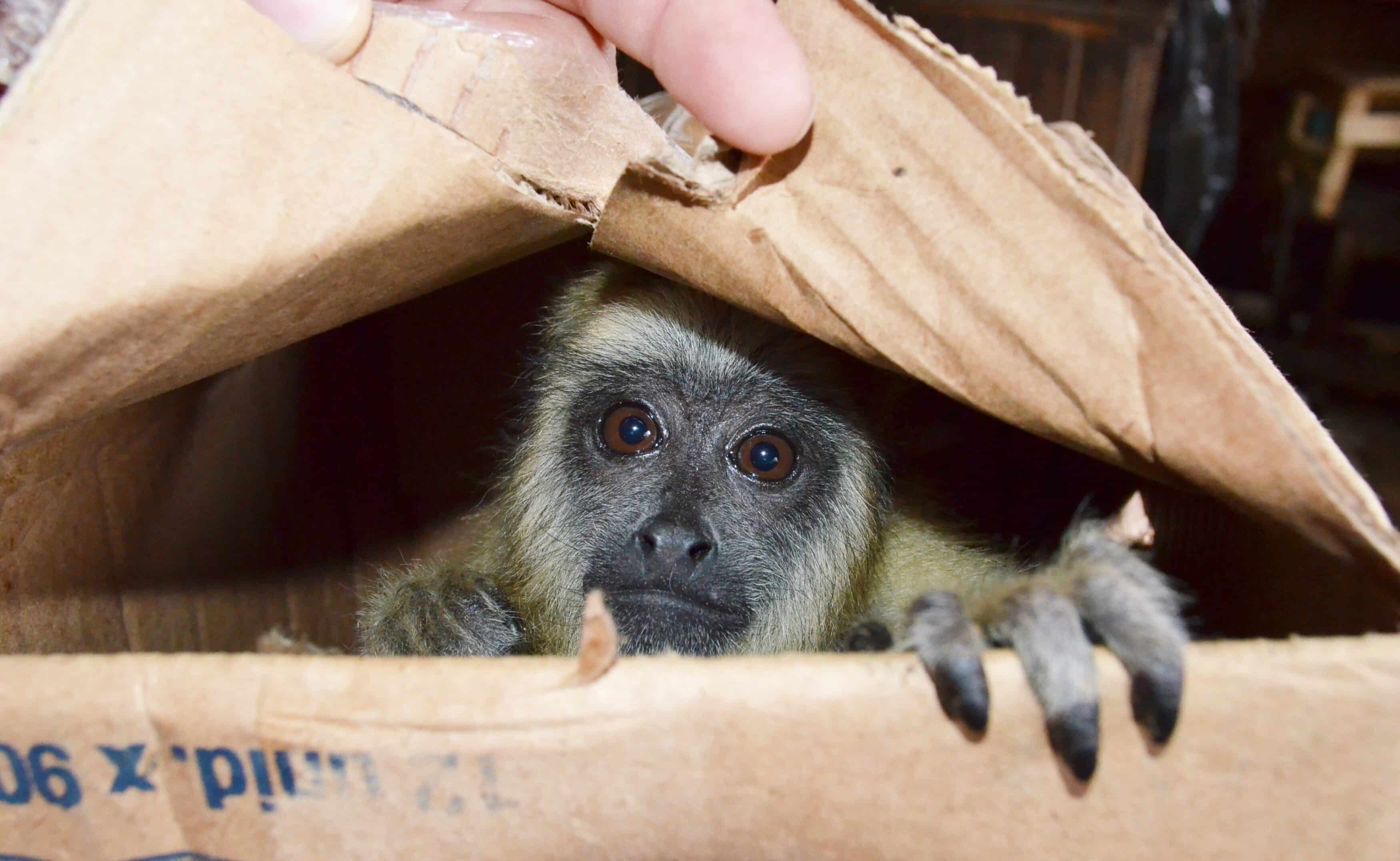 Tráfico de animales solo funciona gracias a la demanda de la gente, expresa consultor ambiental