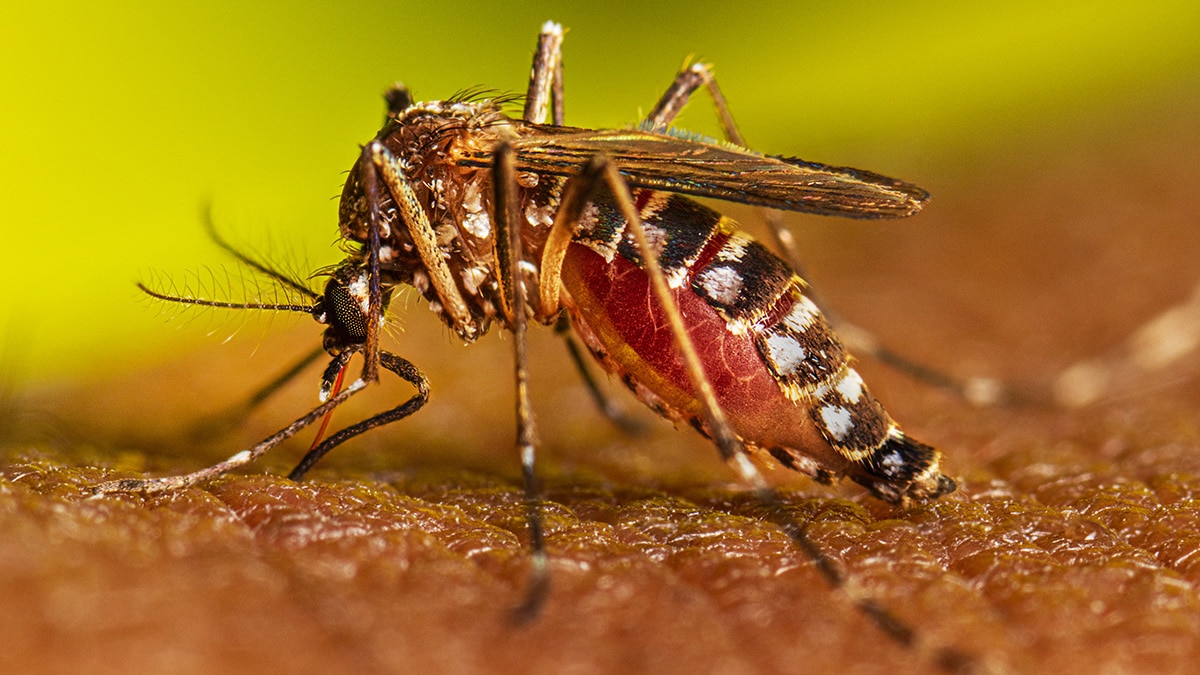 Casos de dengue irían en aumento hasta abril, advierte médico