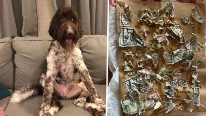 ¡No firulais! Un perrito se comió USD 4.000