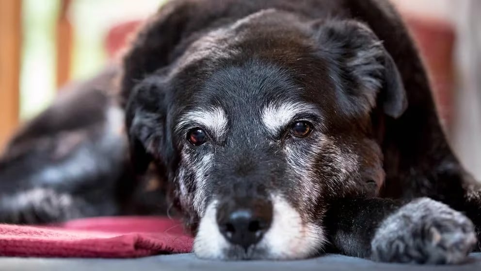 ¿Los perros pueden sufrir la enfermedad de Alzheimer?