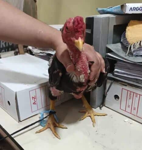 Rescatan a otros 15 «gallos de pelea» de Tacumbú: «Los animales estaban en muy malas condiciones»