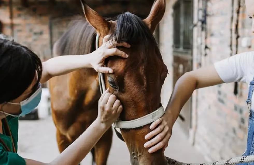 Confirman el primer caso de encefalitis equina en un humano en Uruguay