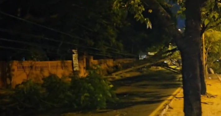 Caída de un árbol bloquea media calzada en Sacramento tras derribar tres columnas de ANDE