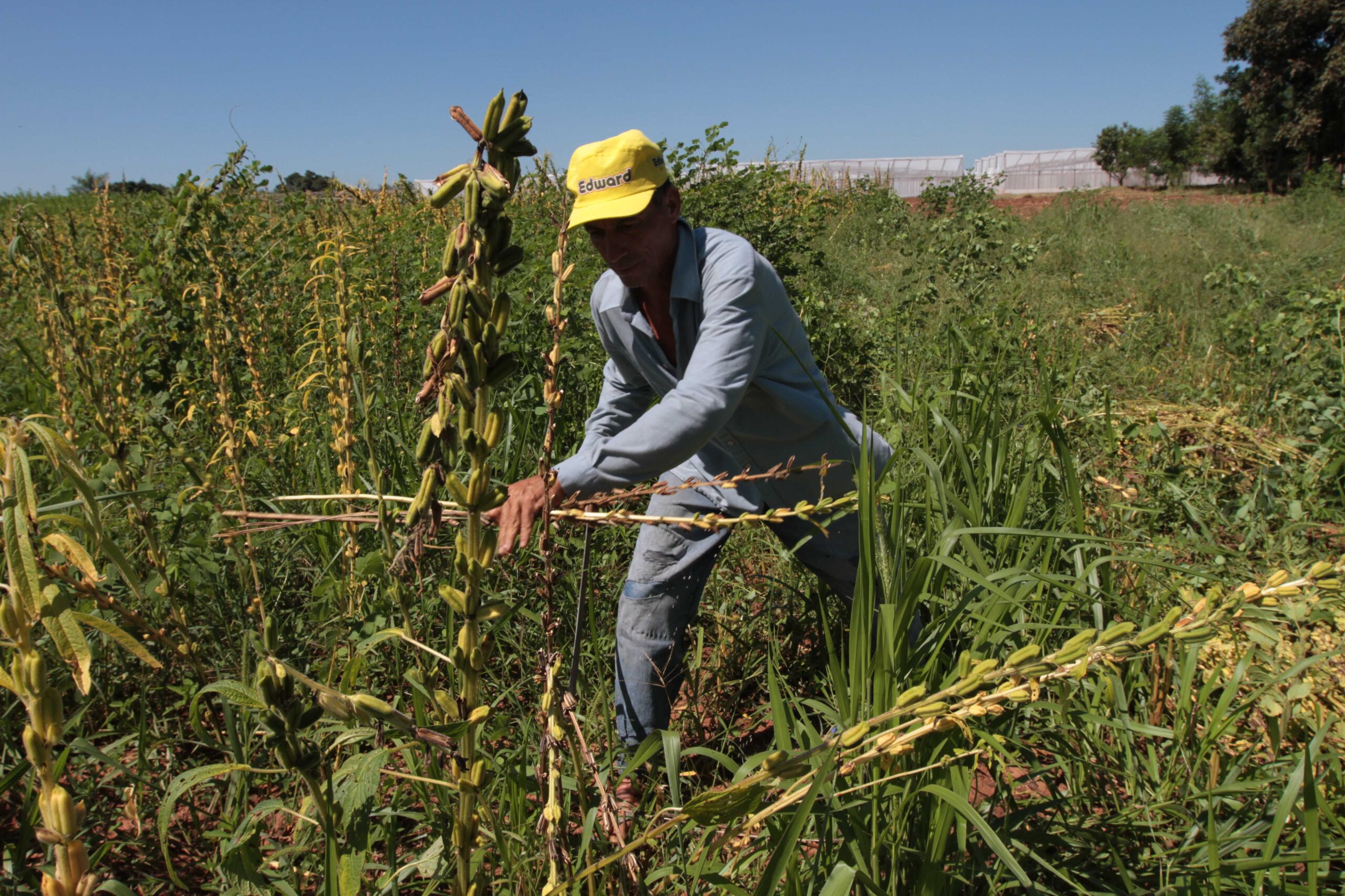 Sector del sésamo aún puede crecer bastante, afirman desde el sector