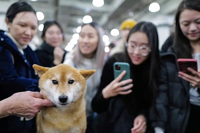 Los perritos con narices más largas viven más años, según una investigación