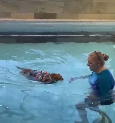 Admirable: Gatito entrena en la piscina para bajar de peso