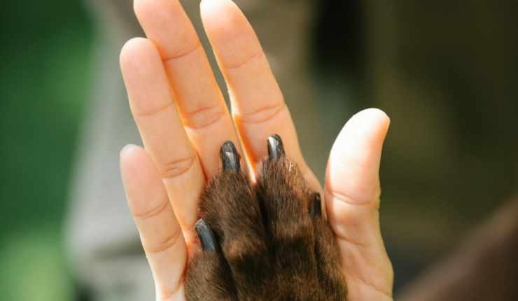 Chile: “Ley Duque”, iniciativa que da un día de duelo por la muerte de una mascota