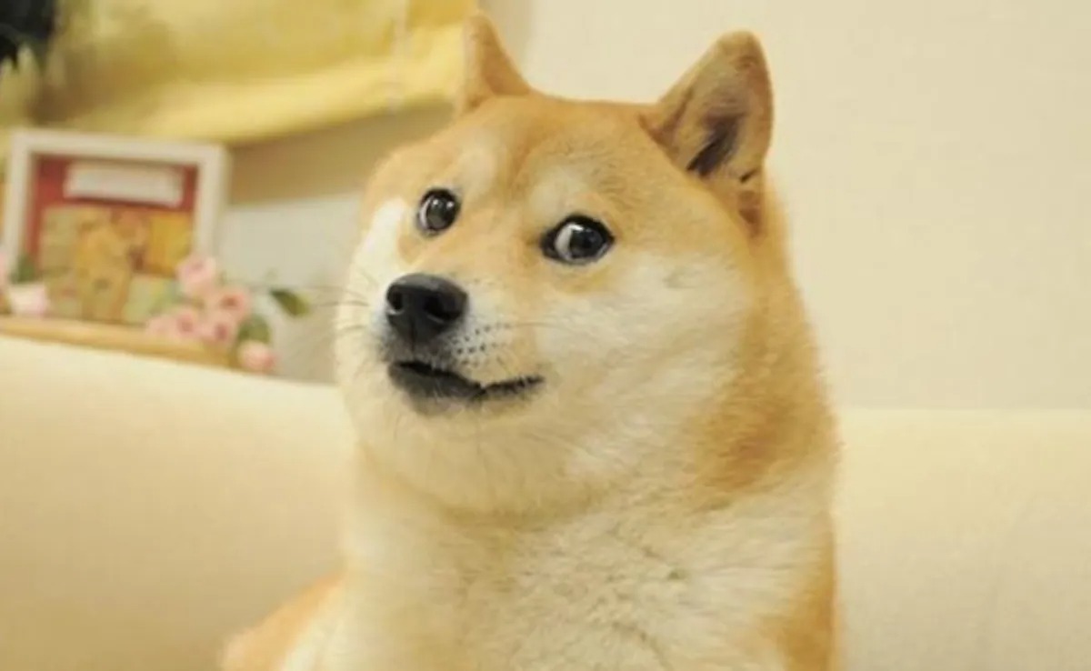 Muere la perrita que dio origen a uno de las memes más virales de internet