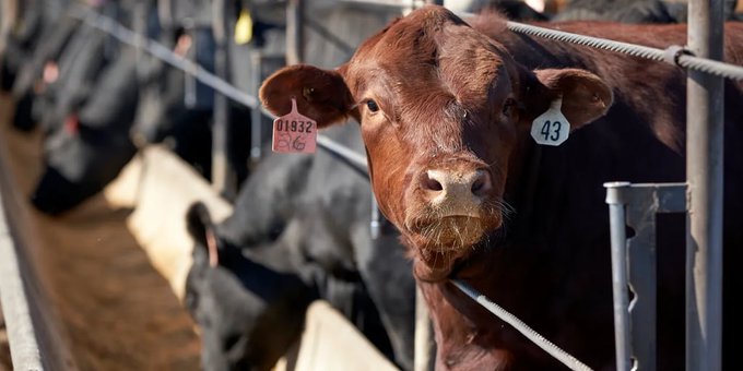 Productores preocupados por un «oligopolio en la industria frigorífica»