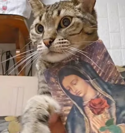 ¡Imparable el ‘Trend Mexa’! Gatito se vuelve viral en TikTok