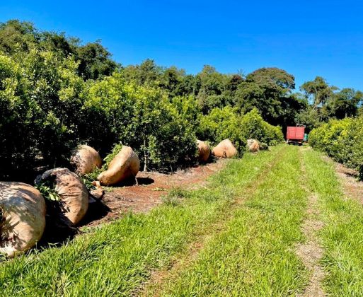 En Argentina, yerba paraguaya compite con otras marcas en góndolas de supermercados