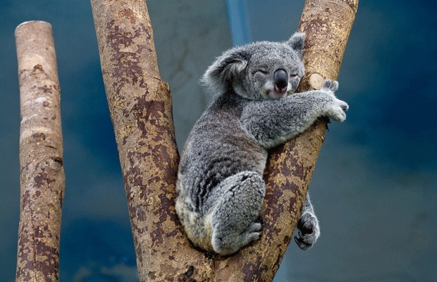 Sin abrazos a los koalas: el santuario más grande del mundo prohíbe el contacto con los animales