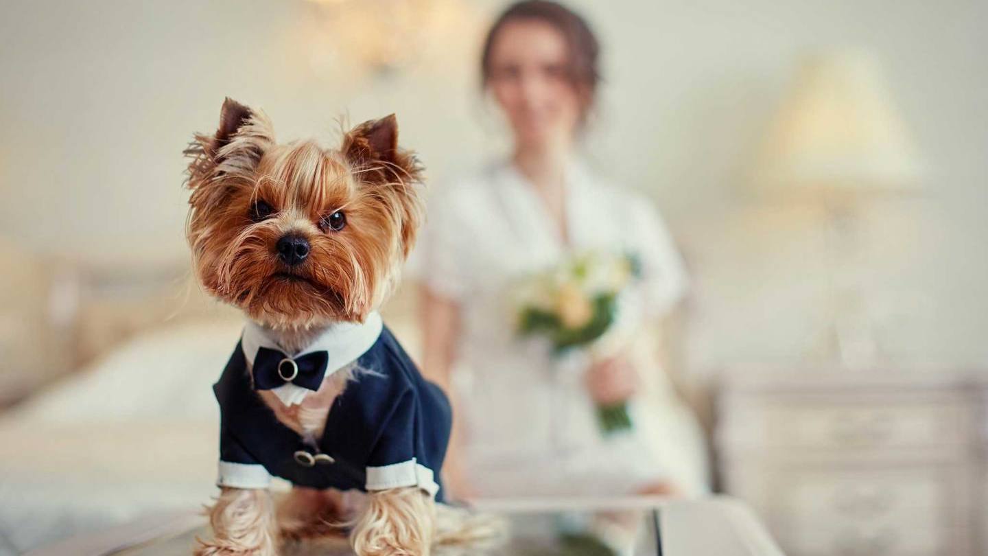 Nueva York en tendencia: Perros firman como testigos de bodas