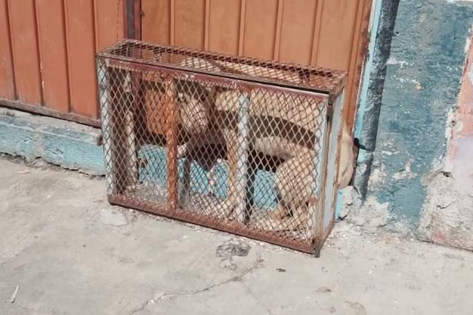 Encierran a un perro por horas en una jaula pequeña