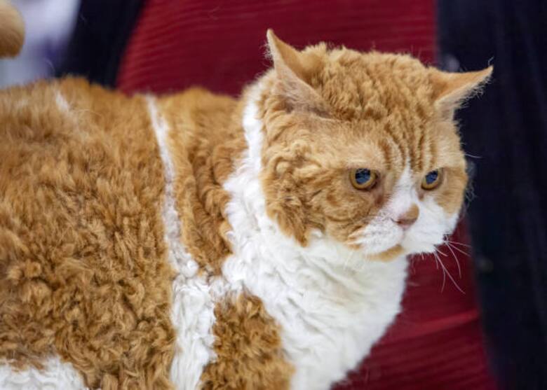 ¿Cuáles son las razas de gatos con pelo rizado?