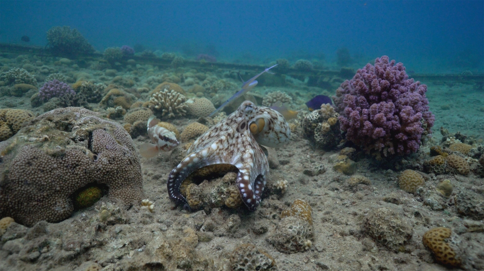 ¿Por qué los pulpos abofetean a los peces? Ya existe una teoría