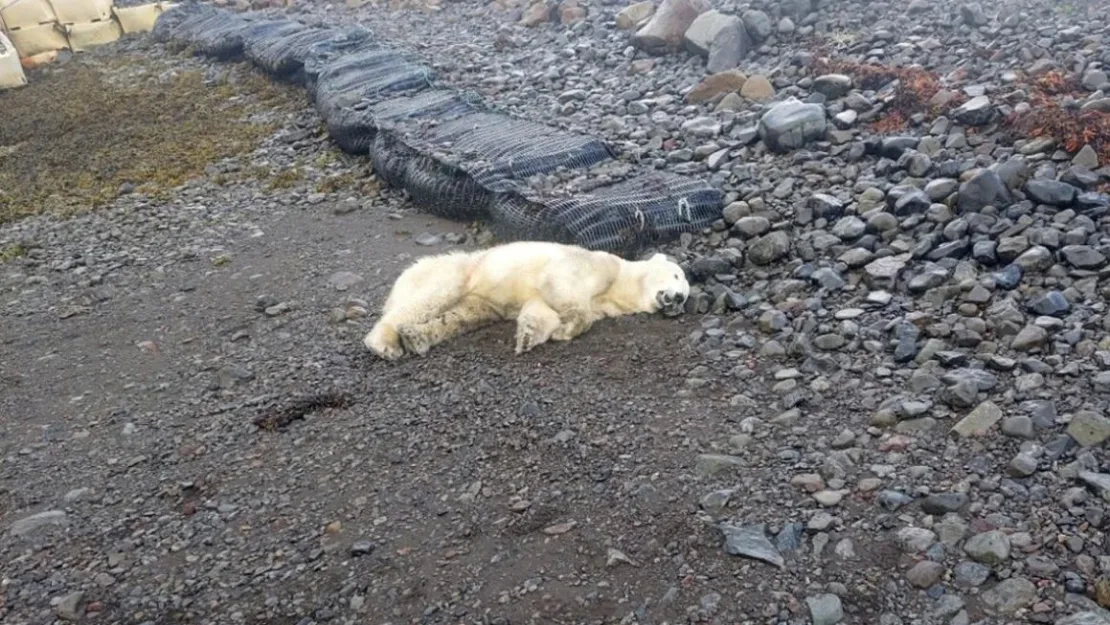 La policía disparó a un raro oso polar que apareció en las costas de Islandia