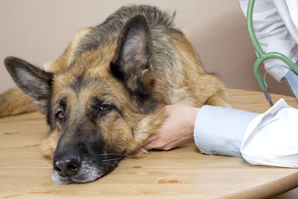 Expertos aseguran que los perros podrían fingir estar enfermos para llamar la atención de su amo