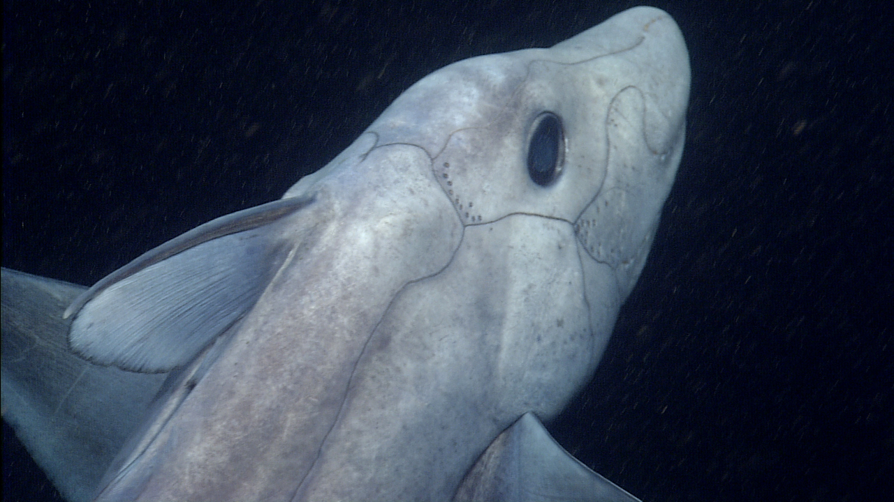 Descubren nueva especie de tiburón fantasma