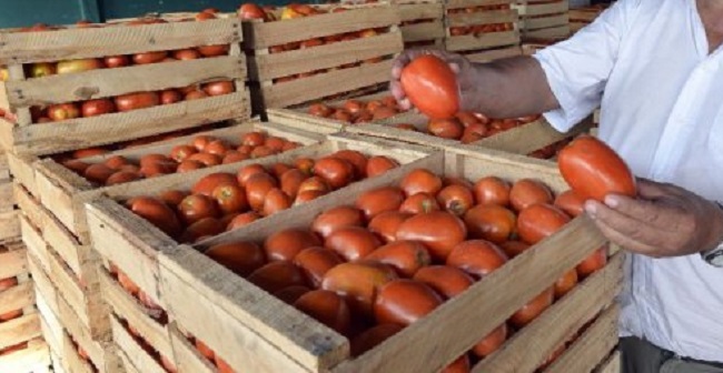 Suba de precios del tomate: «caja de 20 kilos está a G. 150 mil»