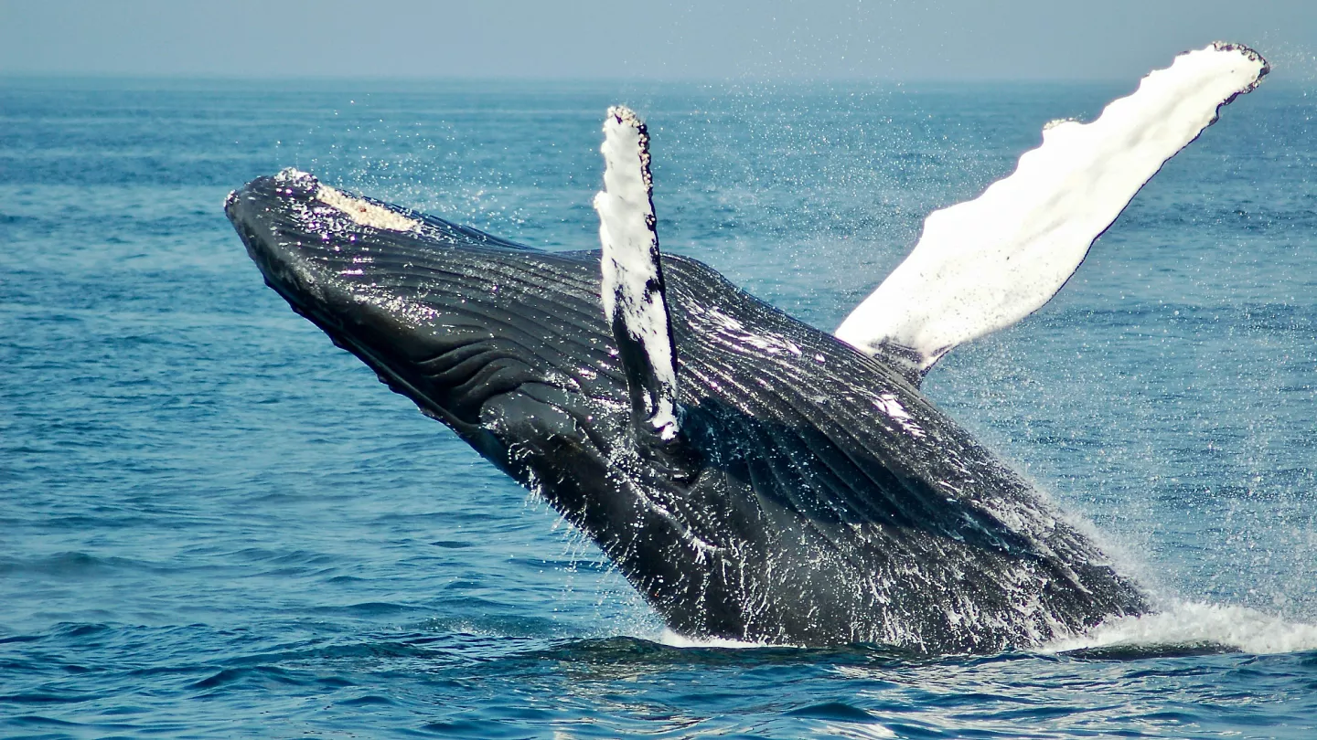 El inconmensurable poder de la orina de ballena