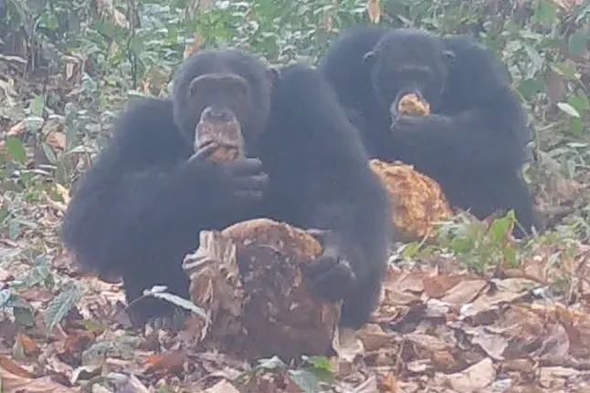 Investigadores descubren que un grupo de chimpancés salvajes consume alcohol con regularidad