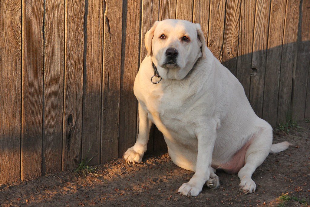 Obesidad en perros: un problema creciente y cómo prevenirlo