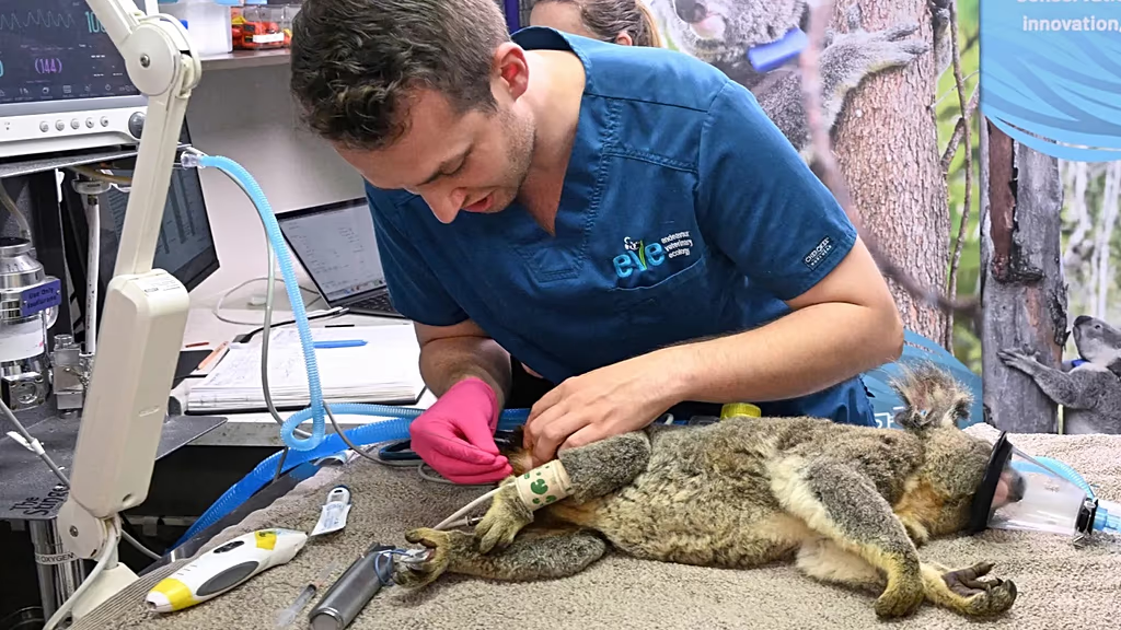 Australia aprueba la primera vacuna mundial contra la clamidia para salvar a los koalas de la extinción