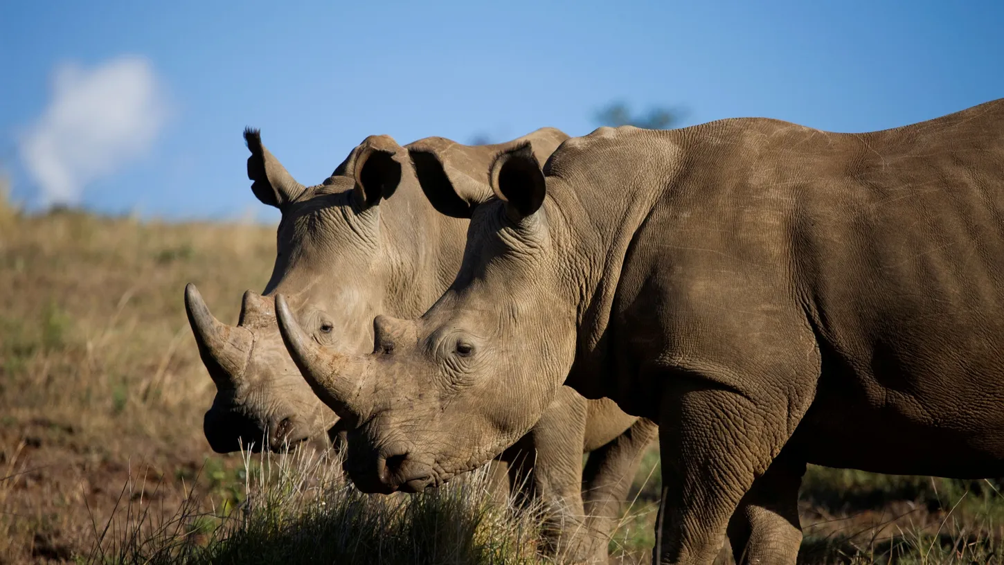 ¿Los rinocerontes están en peligro de extinción?