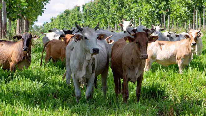 El precio mundial de la carne marca un récord histórico con un gran aumento en el último año