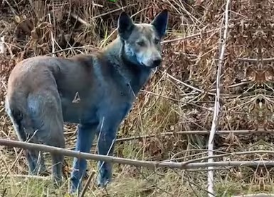 Tres perros azules son encontrados en Chernóbil