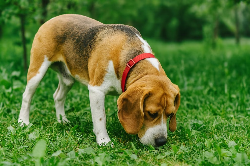 Dejar a tu perro olfatear durante el paseo mejora su salud mental y emocional
