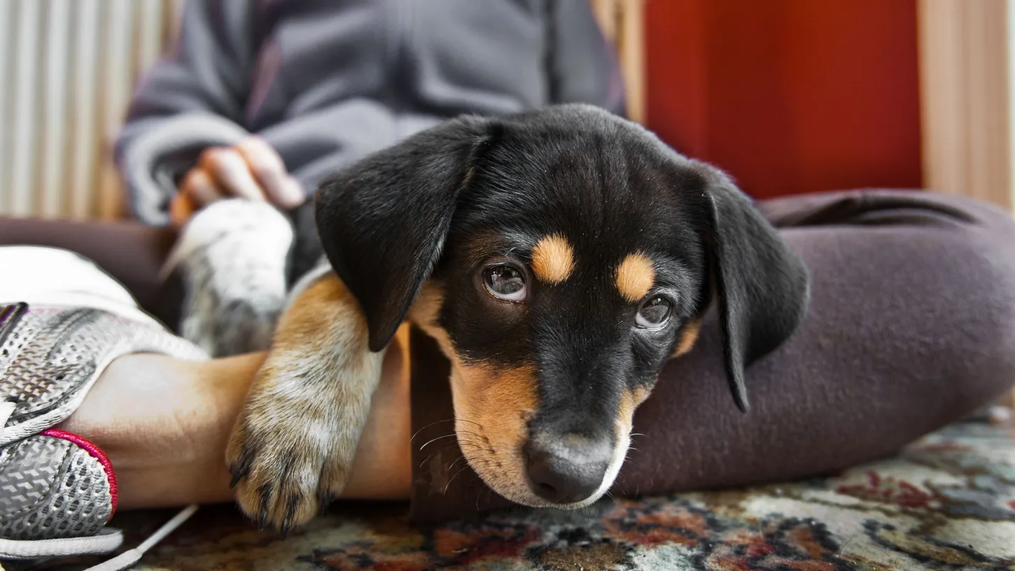 Lo que debes saber antes de adoptar un perro, según los expertos