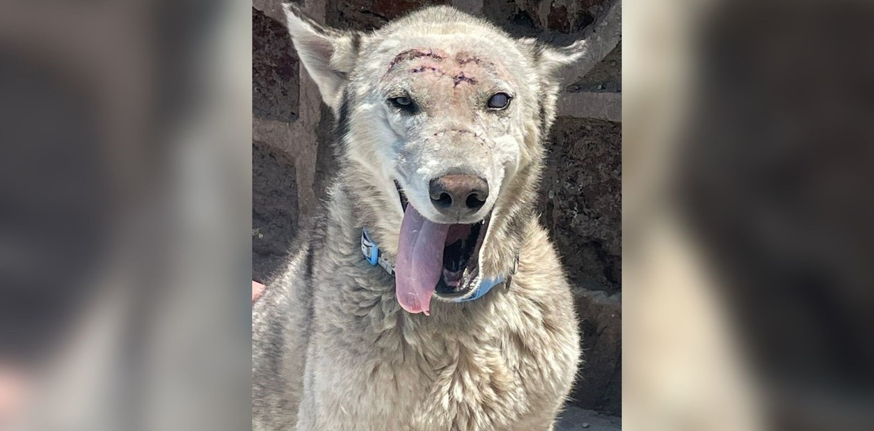 Pistache, el perro ciego que sobrevivió a golpes y machetazos en la cabeza