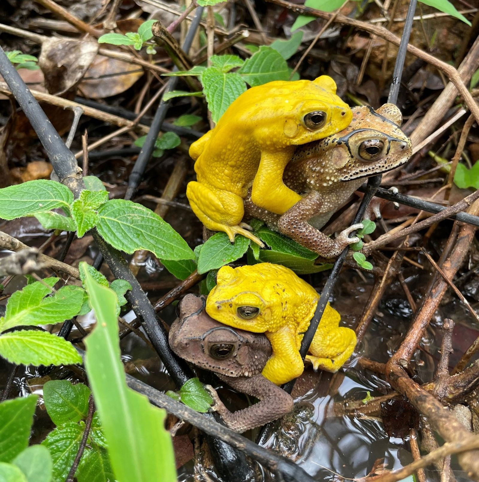 ¿Por qué los sapos se pintan de amarillo?: el misterioso cambio de color que ocurre por amor