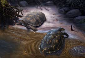 ‘Shakiremys colombiana’ , el nuevo género de fósil de tortuga nombrado en honor a la cantante