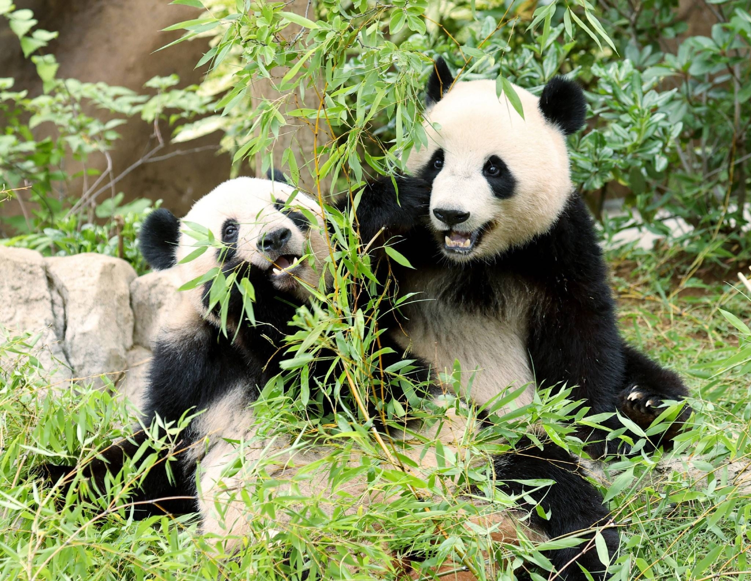 Colas de más de tres horas para ver a los últimos pandas de Japón antes de su vuelta a China