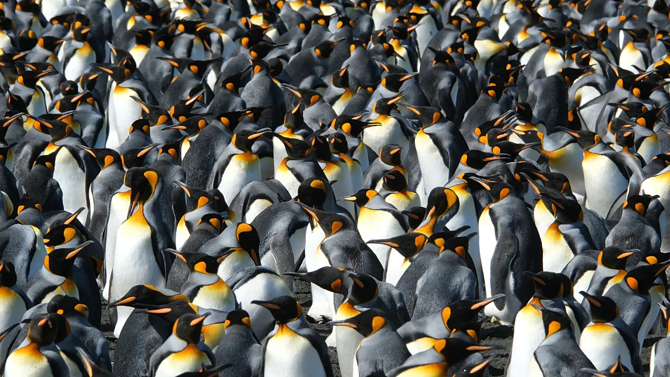 Los pingüinos rey se benefician del cambio climático, pero la noticia es preocupante