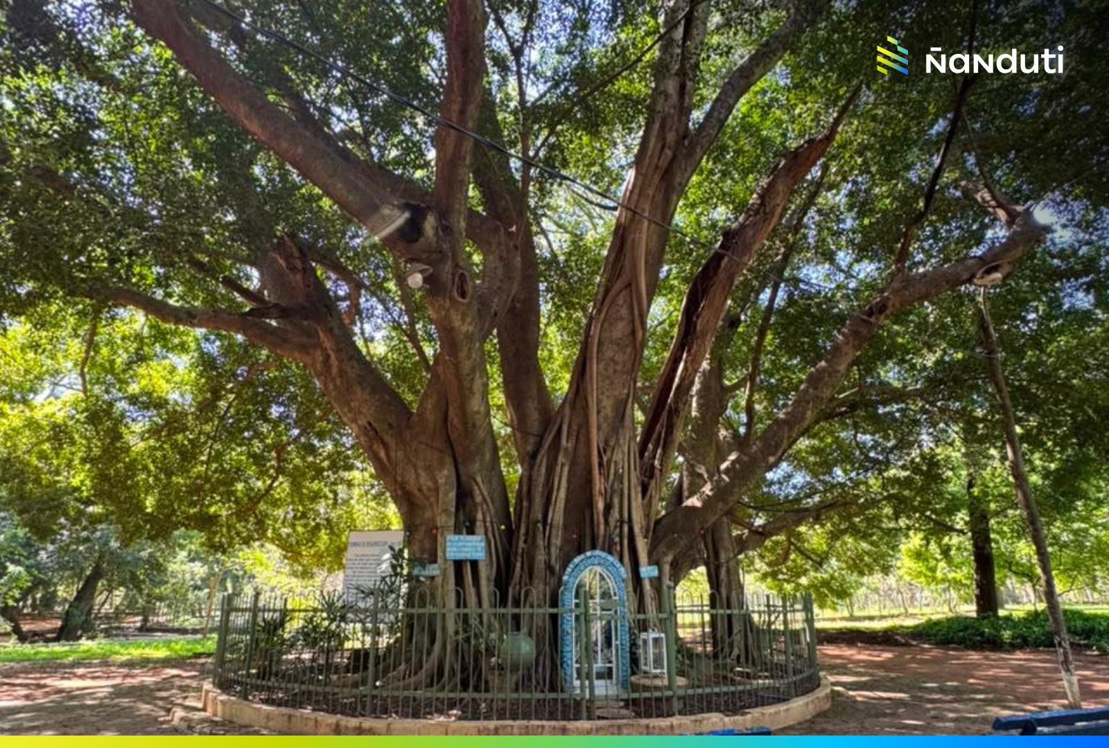 Diez historias compiten por ser el próximo «Árbol de mi comunidad» en Colosos de la Tierra